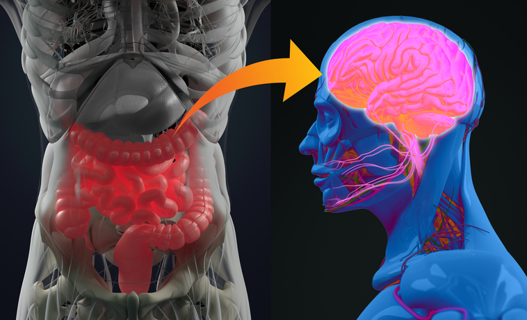 Le microbiote intestinal influence notre cerveau