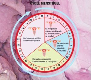 les 4 phases du cycle féminin - Johanna Dermi