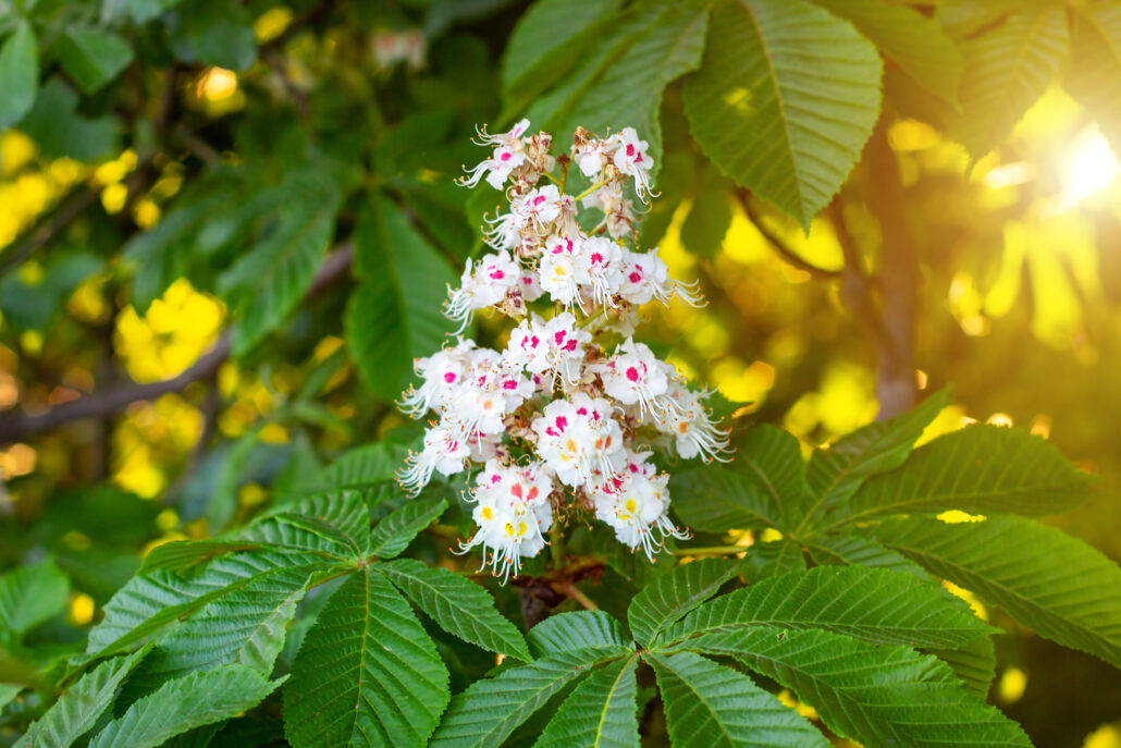 fleurs de bach white chestnut